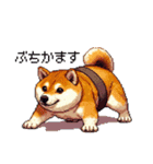 ドット絵 力士な柴犬 相撲 40種（個別スタンプ：18）