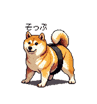 ドット絵 力士な柴犬 相撲 40種（個別スタンプ：20）