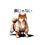 ドット絵 力士な柴犬 相撲 40種（個別スタンプ：21）