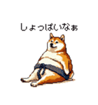 ドット絵 力士な柴犬 相撲 40種（個別スタンプ：23）