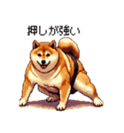 ドット絵 力士な柴犬 相撲 40種（個別スタンプ：31）