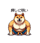 ドット絵 力士な柴犬 相撲 40種（個別スタンプ：32）