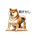 ドット絵 力士な柴犬 相撲 40種（個別スタンプ：34）