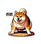 ドット絵 力士な柴犬 相撲 40種（個別スタンプ：39）