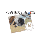 パグのらーさんスタンプ（個別スタンプ：13）