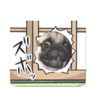 パグのらーさんスタンプ（個別スタンプ：14）