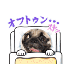 パグのらーさんスタンプ（個別スタンプ：27）