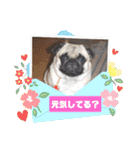 パグのらーさんスタンプ（個別スタンプ：29）