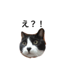 我が子＆ねこ（個別スタンプ：1）
