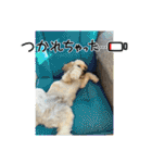 りっくん。男の子。子犬。（個別スタンプ：1）