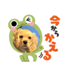 りっくん。男の子。子犬。（個別スタンプ：4）