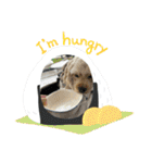 りっくん。男の子。子犬。（個別スタンプ：8）