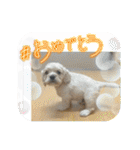 りっくん。男の子。子犬。（個別スタンプ：12）