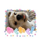 りっくん。男の子。子犬。（個別スタンプ：13）