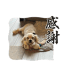 りっくん。男の子。子犬。（個別スタンプ：15）