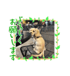 りっくん。男の子。子犬。（個別スタンプ：17）