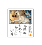 りっくん。男の子。子犬。（個別スタンプ：19）