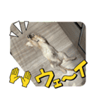 りっくん。男の子。子犬。（個別スタンプ：21）
