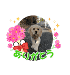 りっくん。男の子。子犬。（個別スタンプ：22）