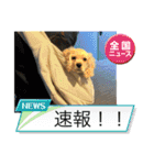 りっくん。男の子。子犬。（個別スタンプ：26）