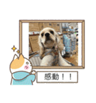 りっくん。男の子。子犬。（個別スタンプ：27）