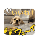 りっくん。男の子。子犬。（個別スタンプ：29）