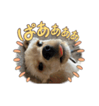 りっくん。男の子。子犬。（個別スタンプ：34）