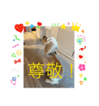 りっくん。男の子。子犬。（個別スタンプ：36）