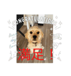 りっくん。男の子。子犬。（個別スタンプ：37）
