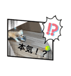 りっくん。男の子。子犬。（個別スタンプ：39）