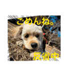 りっくん。男の子。子犬。（個別スタンプ：40）
