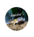 ピリPiri①（個別スタンプ：5）