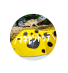 ピリPiri①（個別スタンプ：7）