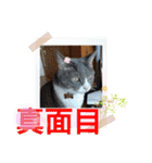 楽しいニャンスタンプ（個別スタンプ：13）