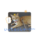 楽しいニャンスタンプ（個別スタンプ：17）