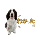 【日常】使える犬スタンプ（個別スタンプ：2）