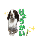 【日常】使える犬スタンプ（個別スタンプ：3）