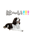 【日常】使える犬スタンプ（個別スタンプ：4）