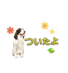 【日常】使える犬スタンプ（個別スタンプ：5）