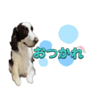 【日常】使える犬スタンプ（個別スタンプ：9）