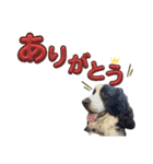 【日常】使える犬スタンプ（個別スタンプ：10）