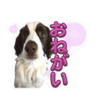 【日常】使える犬スタンプ（個別スタンプ：11）
