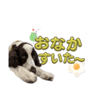 【日常】使える犬スタンプ（個別スタンプ：12）