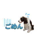 【日常】使える犬スタンプ（個別スタンプ：13）