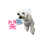 【日常】使える犬スタンプ（個別スタンプ：18）