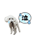 【日常】使える犬スタンプ（個別スタンプ：22）