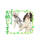 【日常】使える犬スタンプ（個別スタンプ：24）