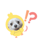 ちゃくらです（個別スタンプ：5）