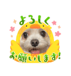 ちゃくらです（個別スタンプ：11）