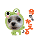 ちゃくらです（個別スタンプ：17）